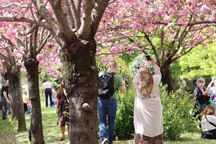 İstanbul Baltalimanı Japon Bahçesi: İlkbaharın Renkli Durağı